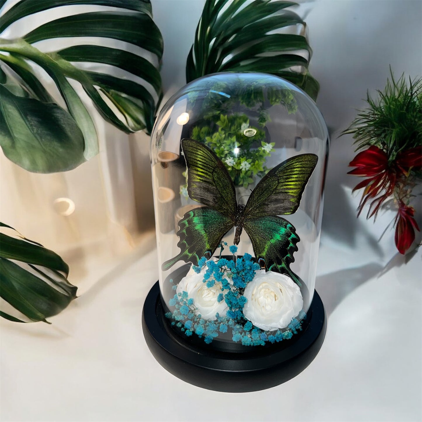 بابيليو ماكي - ذيل السنونو الجبلي الأسود - قبة