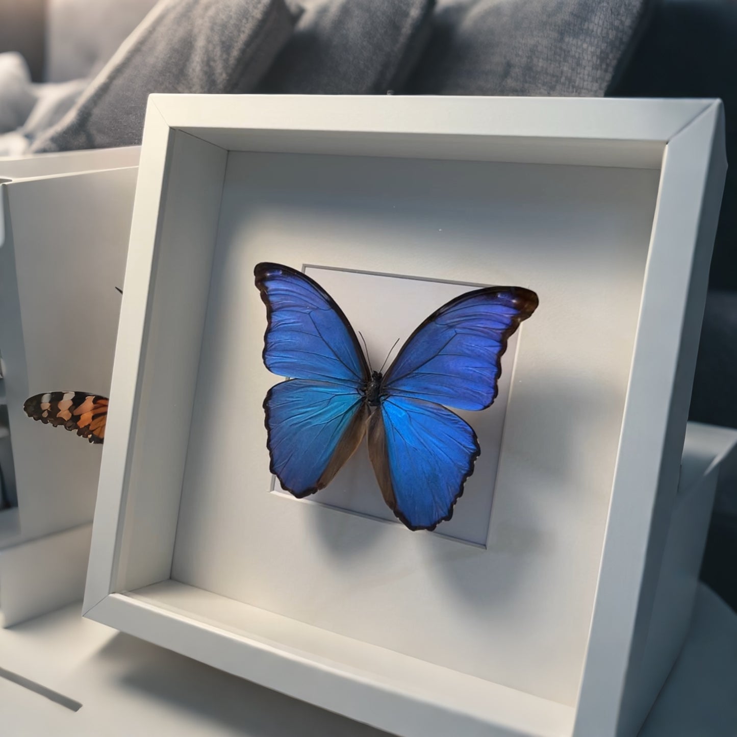 Morpho Didius , blue Morpho , framed butterfly