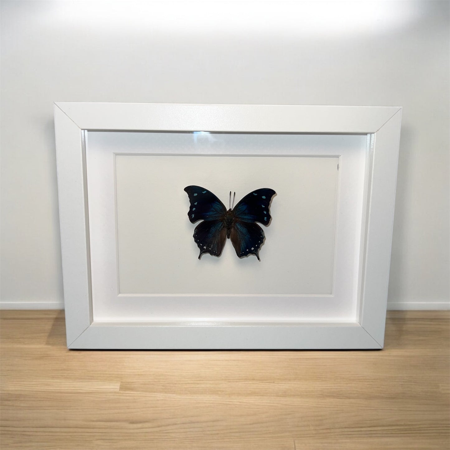 Memphis arginusa - framed butterfly