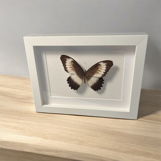 papilio zenobia , framed butterfly