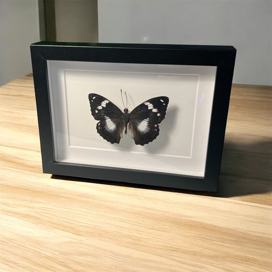 Mimathyma chevana , framed butterfly