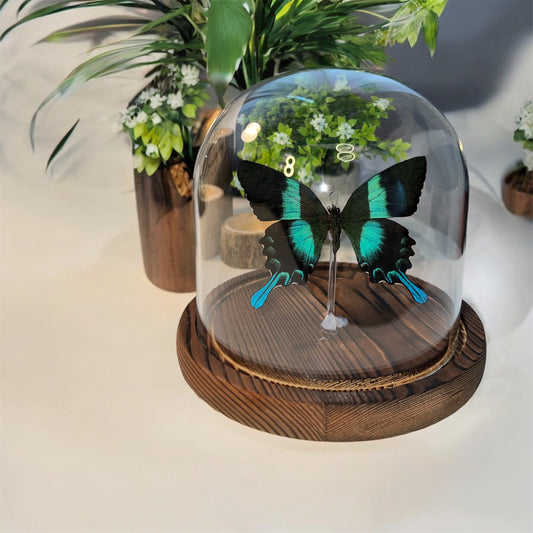 The Peacock Butterfly In Glass Dome