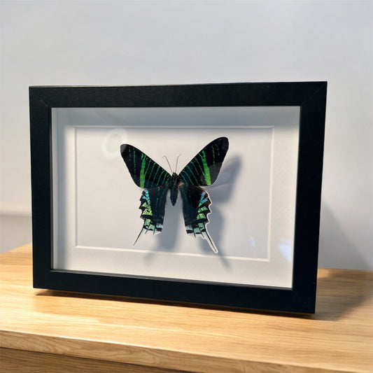 Urania leilus , framed butterfly