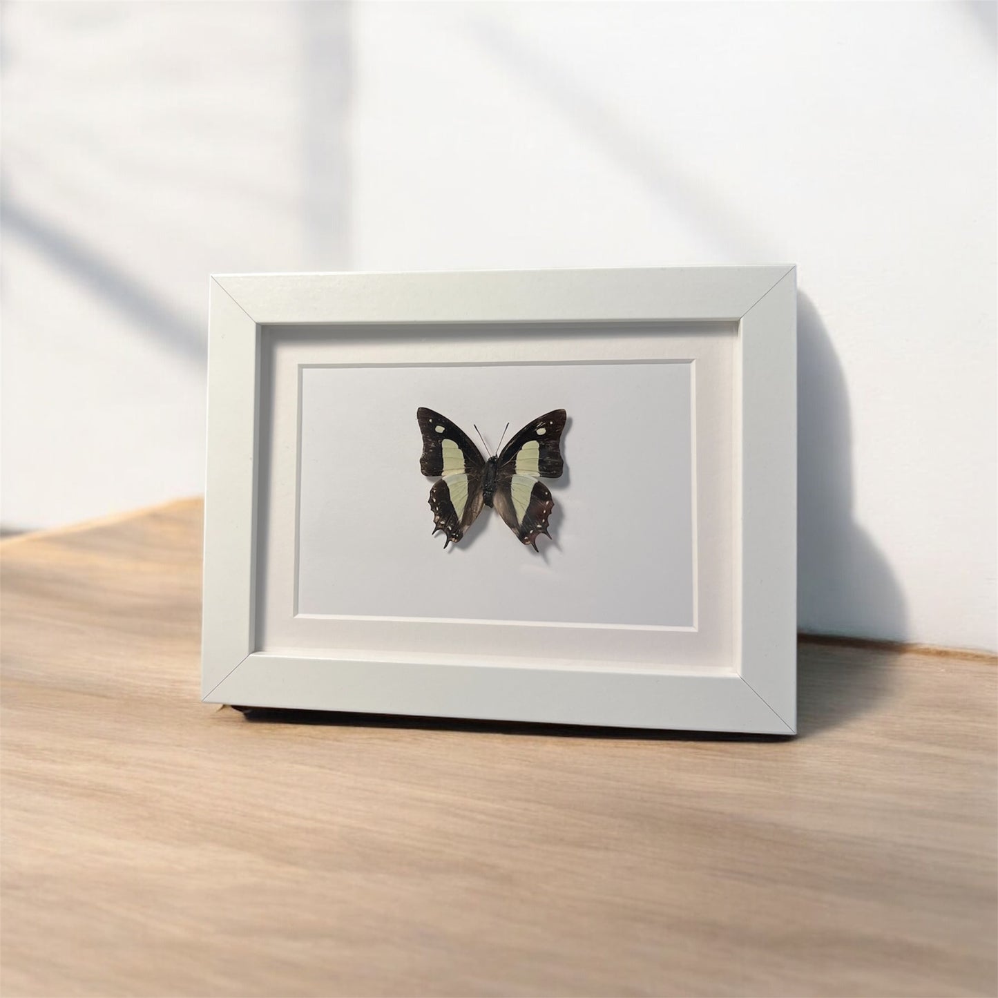 Polyura athamas ,framed butterfly