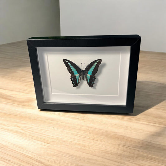 Graphium sarpedon , framed butterfly