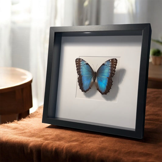 Morpho peleides , blue Morpho , framed butterfly