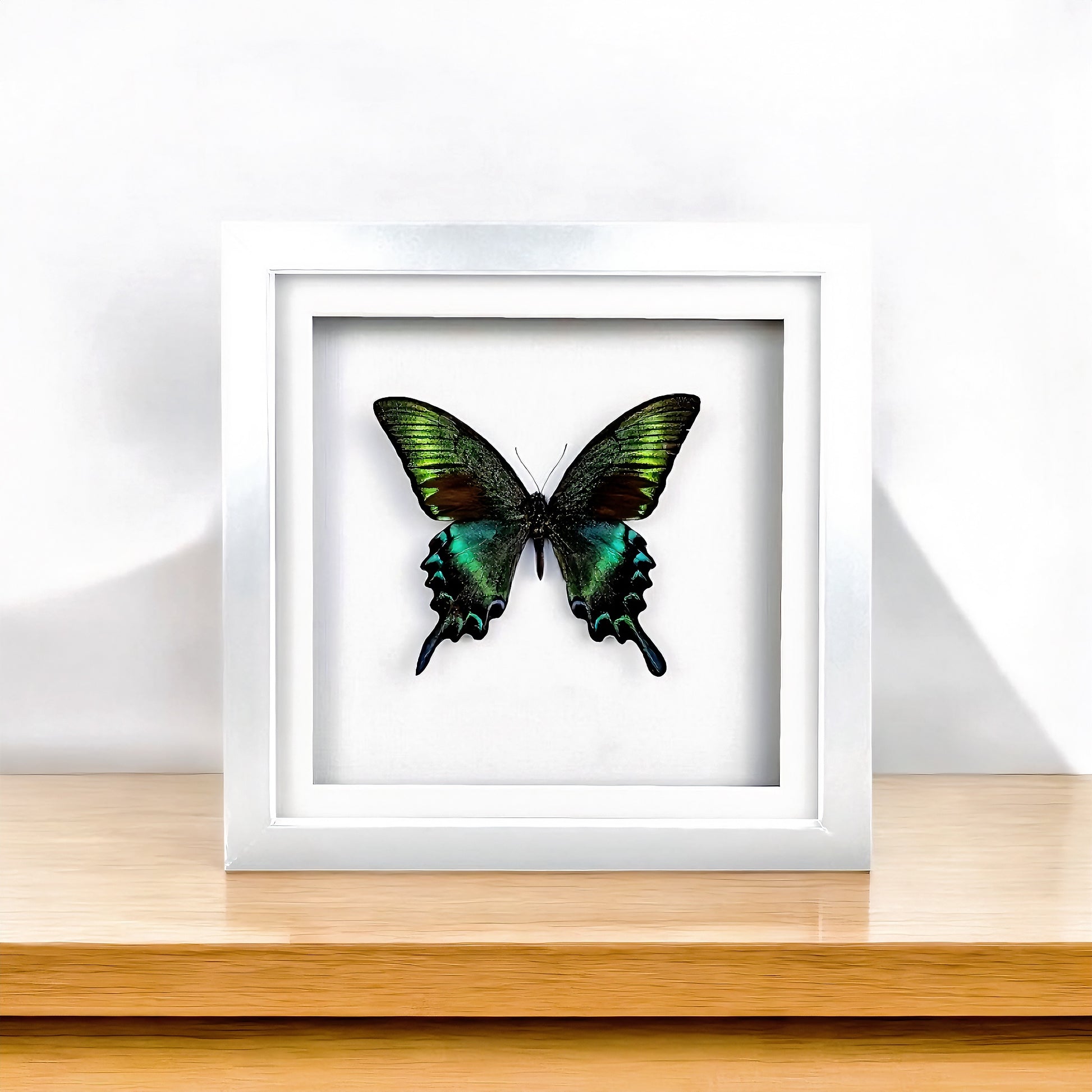 Papilio maackii , Alpine Black Swallowtail , taxidermy butterfly , framed butterfly - FLIP LOVOR