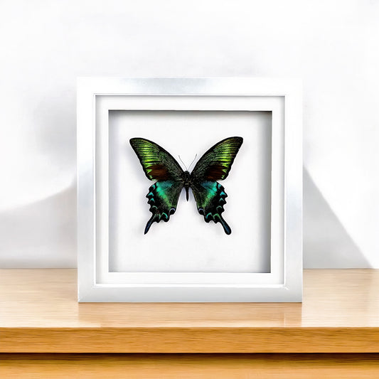 Papilio maackii , Alpine Black Swallowtail , taxidermy butterfly , framed butterfly - FLIP LOVOR