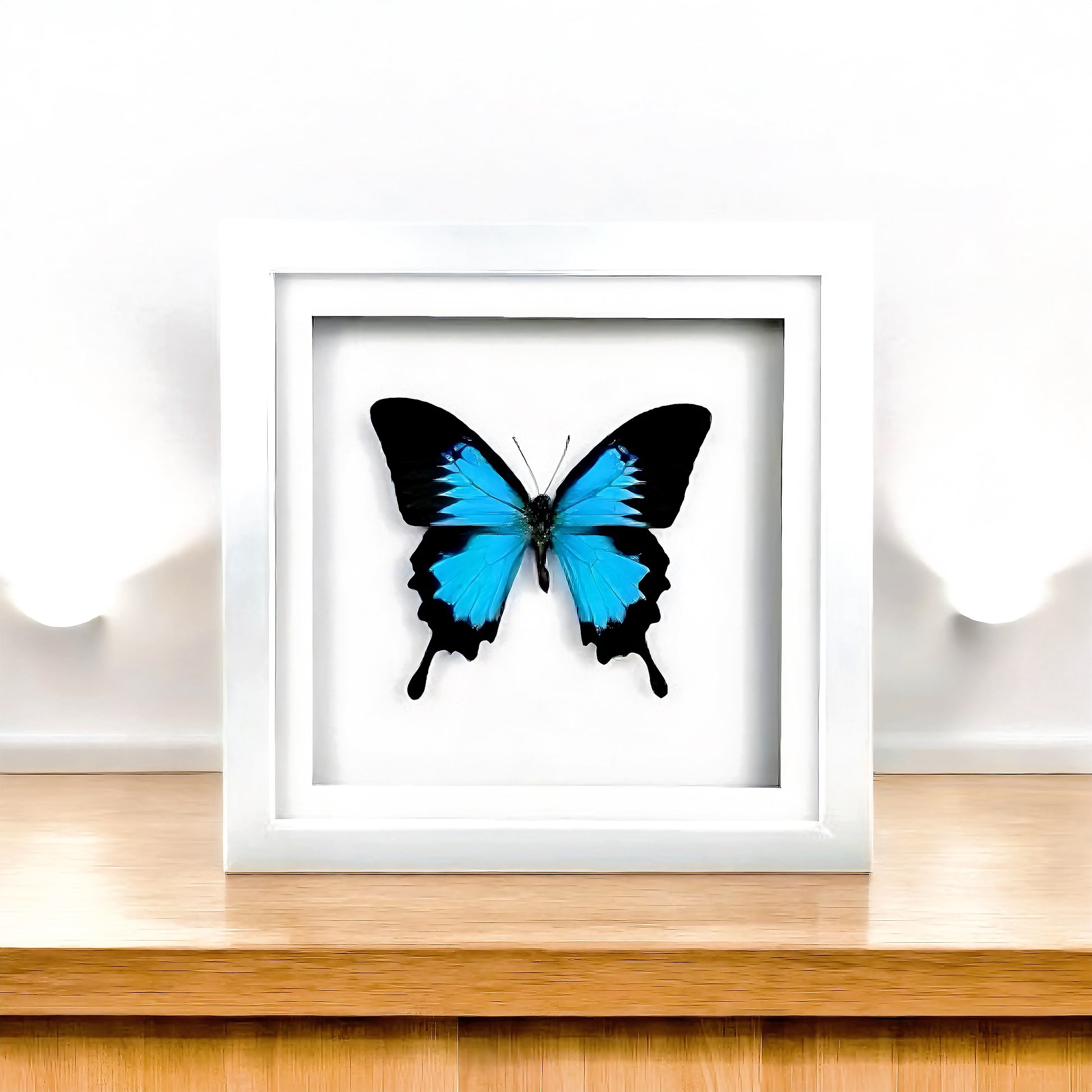 Papilio ulysses , Mountain Swallowtail , taxidermy butterfly , framed butterfly - FLIP LOVOR