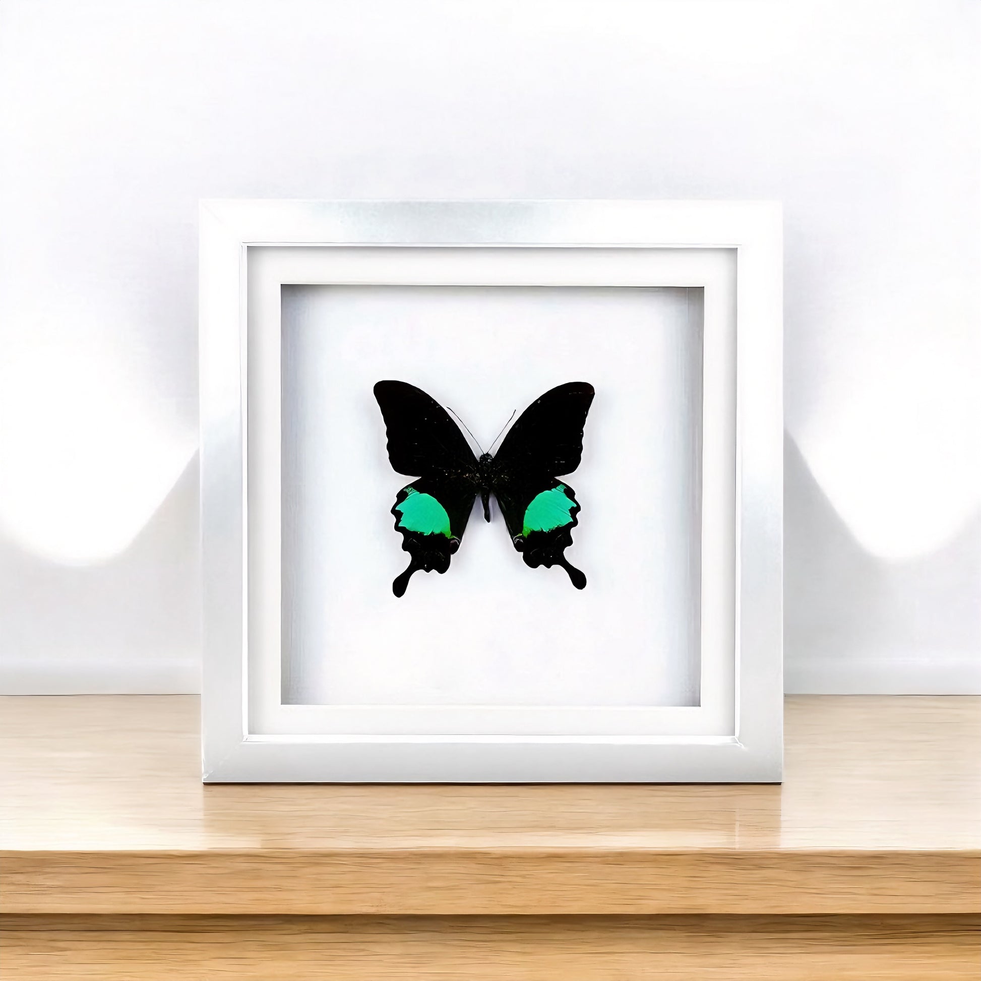 Papilio paris , Paris Peacock , taxidermy butterfly , framed butterfly - FLIP LOVOR