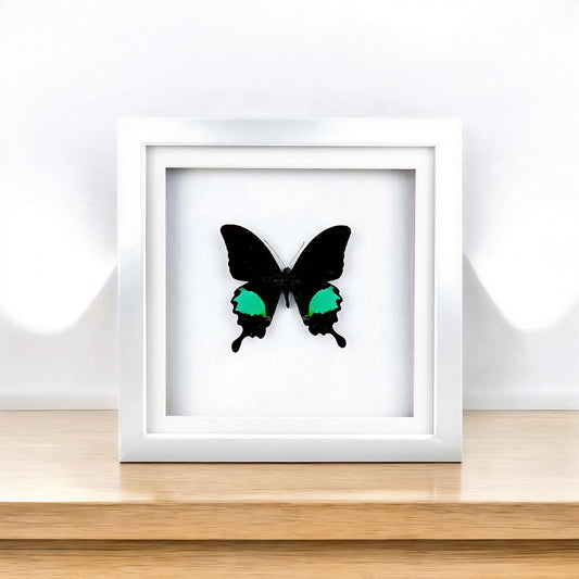 Papilio paris , Paris Peacock , taxidermy butterfly , framed butterfly - FLIP LOVOR