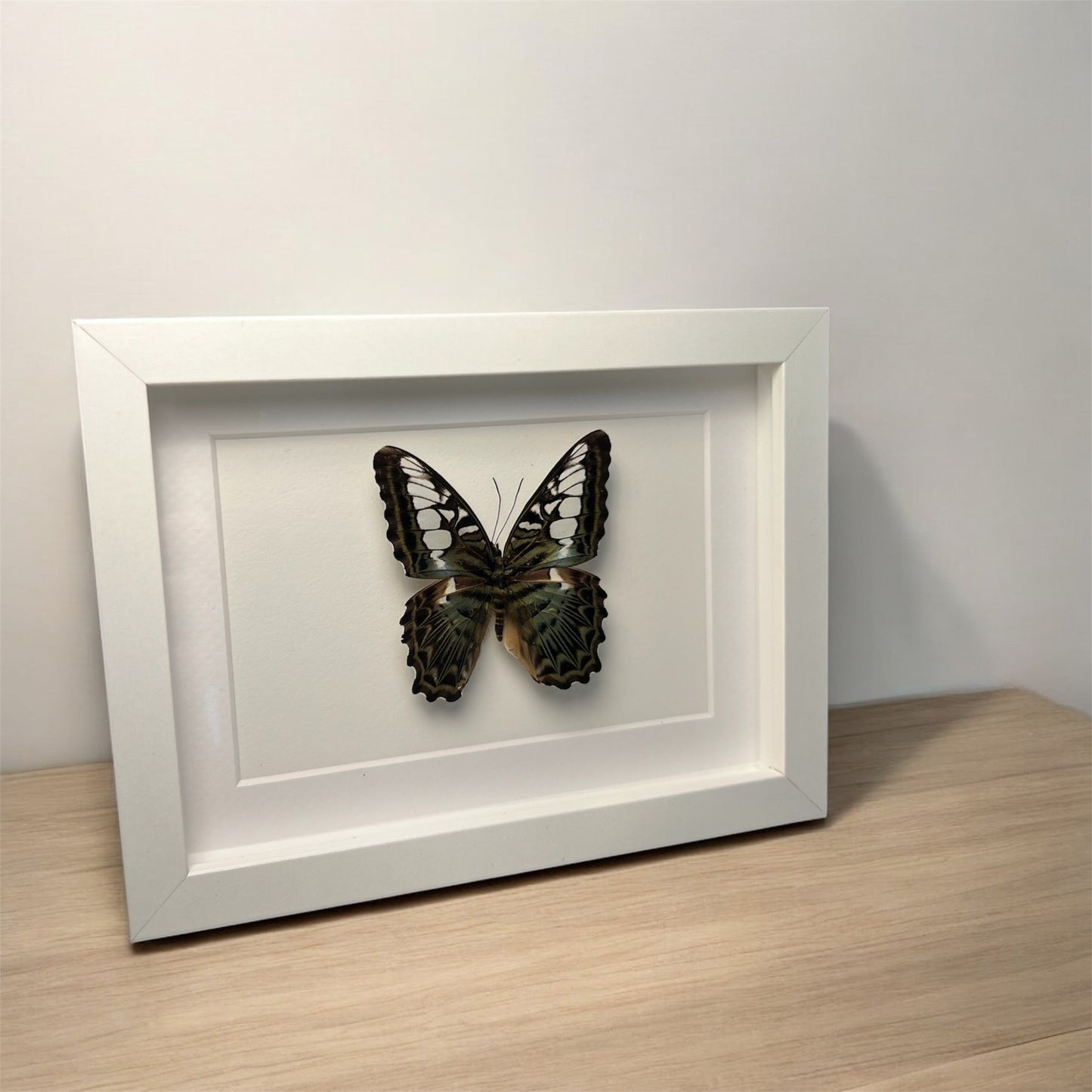 parthenos sylvia , framed butterfly