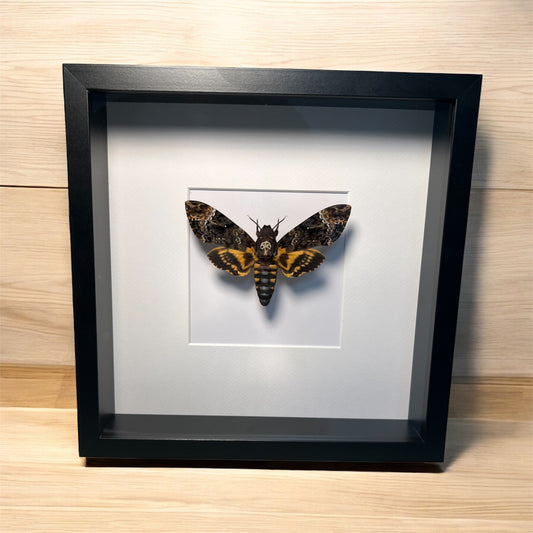 Death head moth - framed butterfly