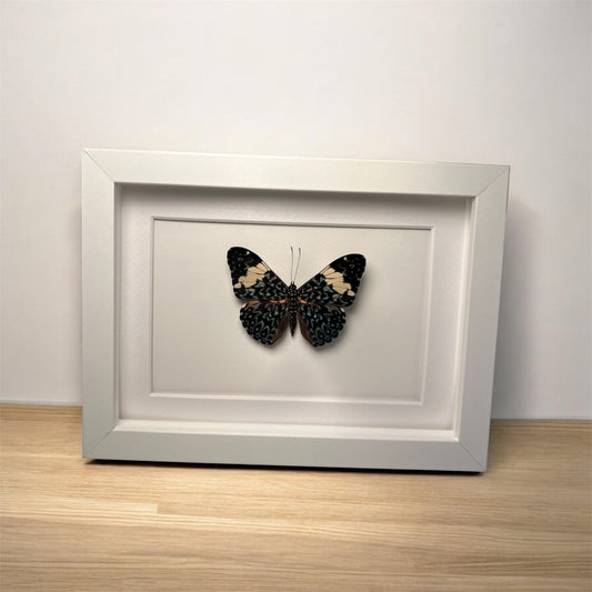 Hamadryas amphinome - framed butterfly