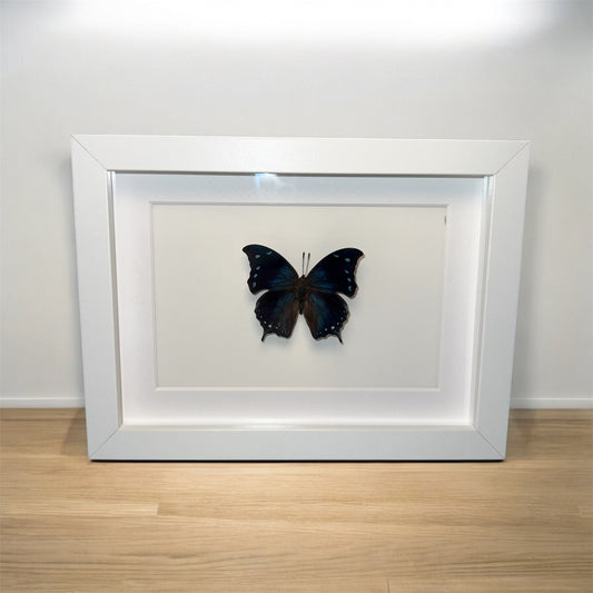 Memphis arginusa - framed butterfly